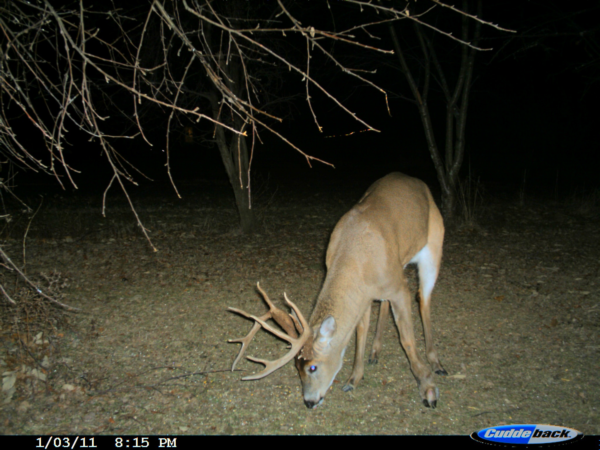8-lefty-monster-buck-on-deer-cam1