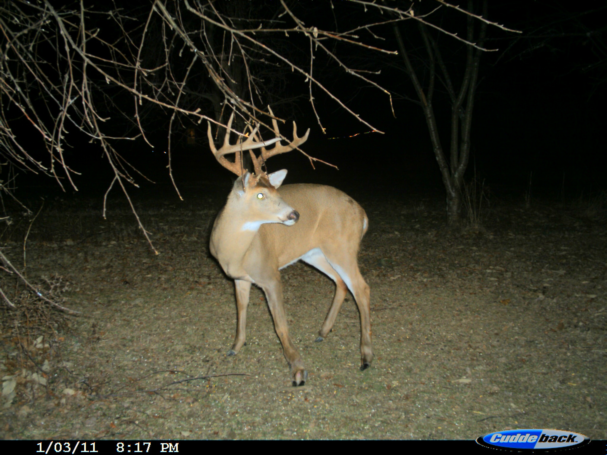 deer camera