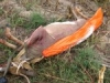 5 bb-buck-with-game-glide-deer-sled-3