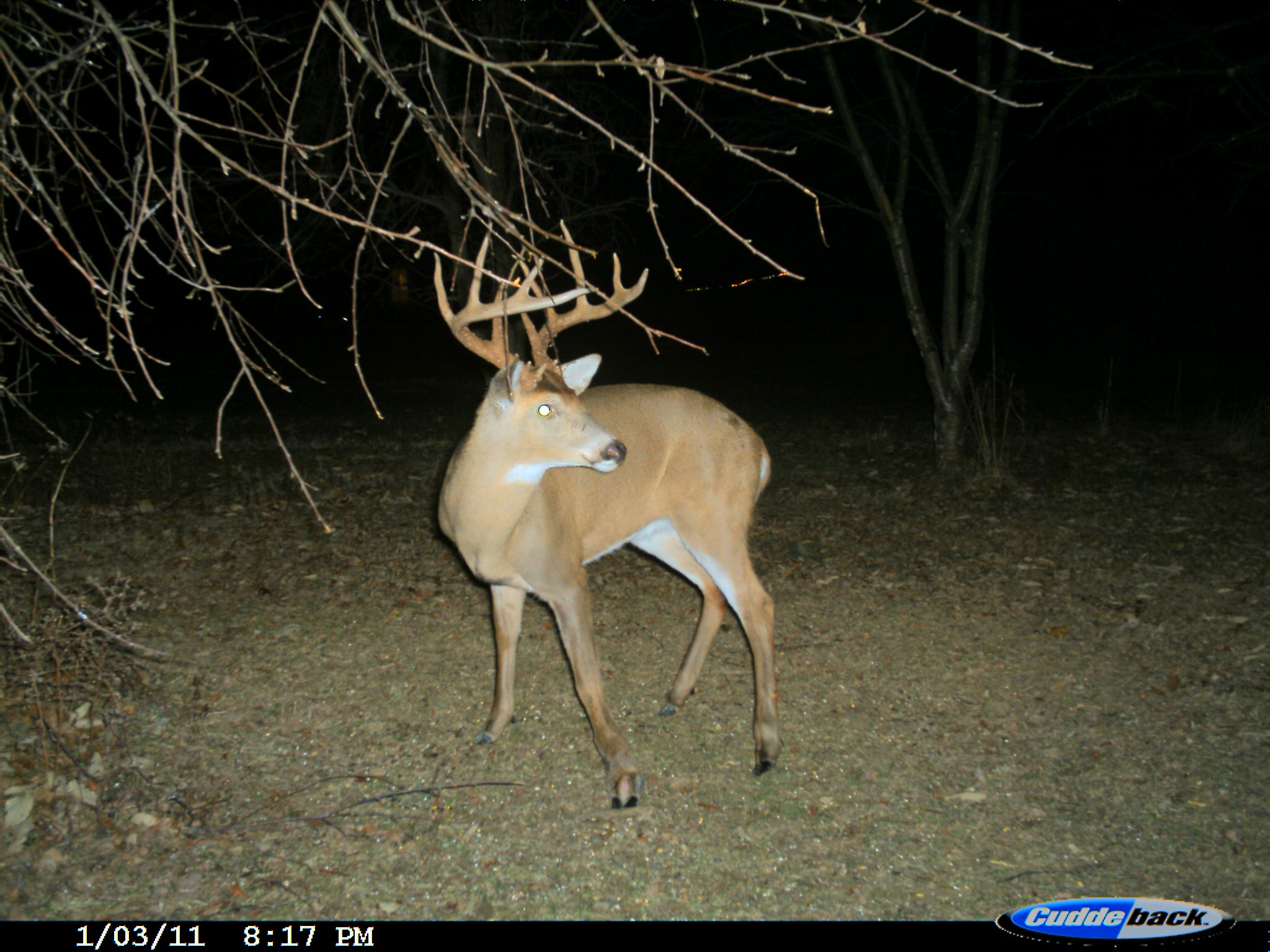 8-lefty-monster-buck-on-deer-cam2